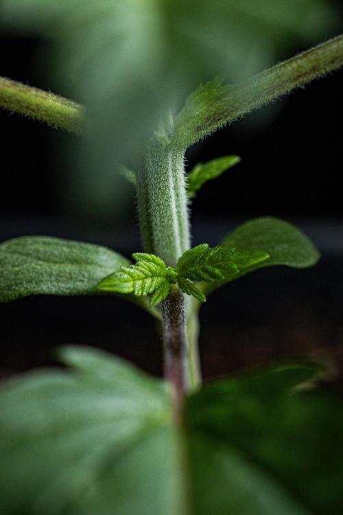 Sticky Broccoli Zamnesia EternityGrowCup. Week 2 - Day 14 #2