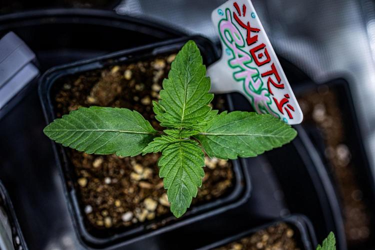 Nori Cake Green House Seed Co.. Week 2 - Day 9