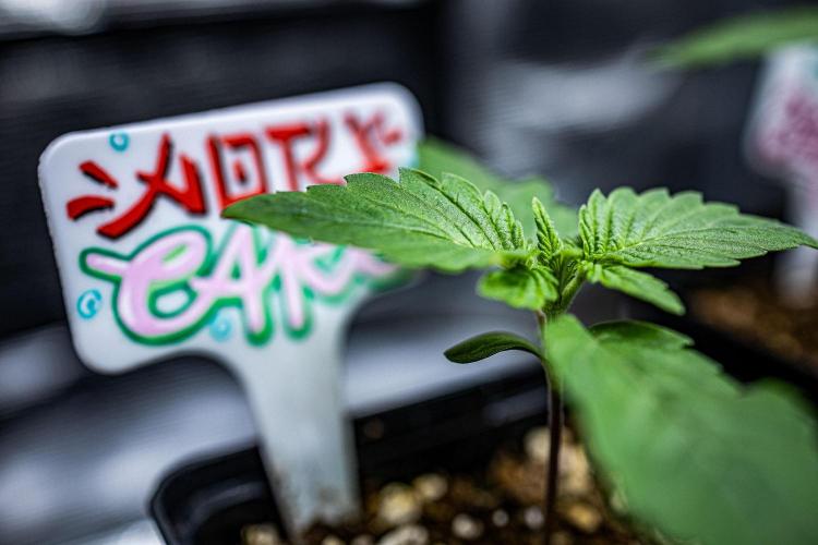 Nori Cake Green House Seed Co.. Week 2 - Day 9