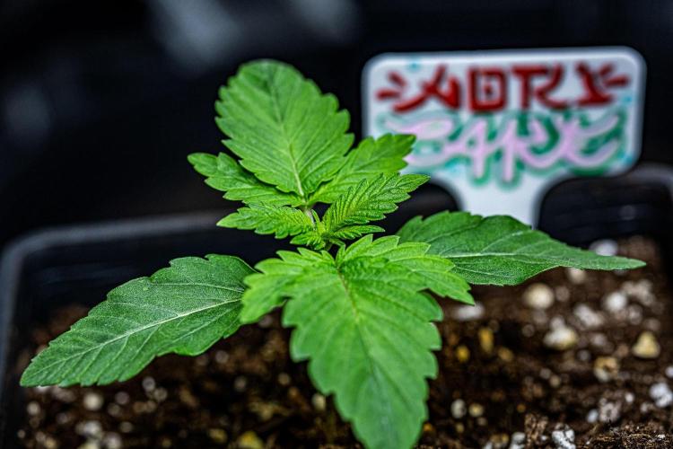 Nori Cake Green House Seed Co.. Week 2 - Day 11