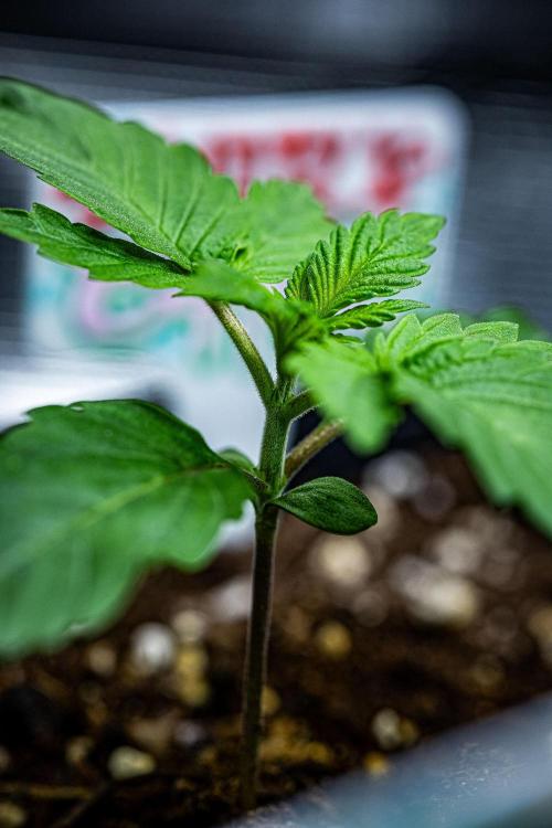 Nori Cake Green House Seed Co.. Week 2 - Day 11