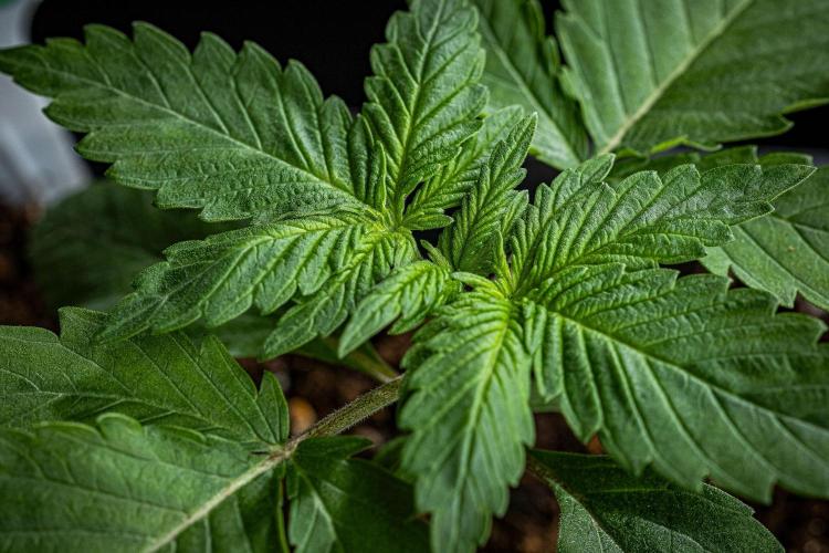 Nori Cake Green House Seed Co.. Week 2 - Day 14