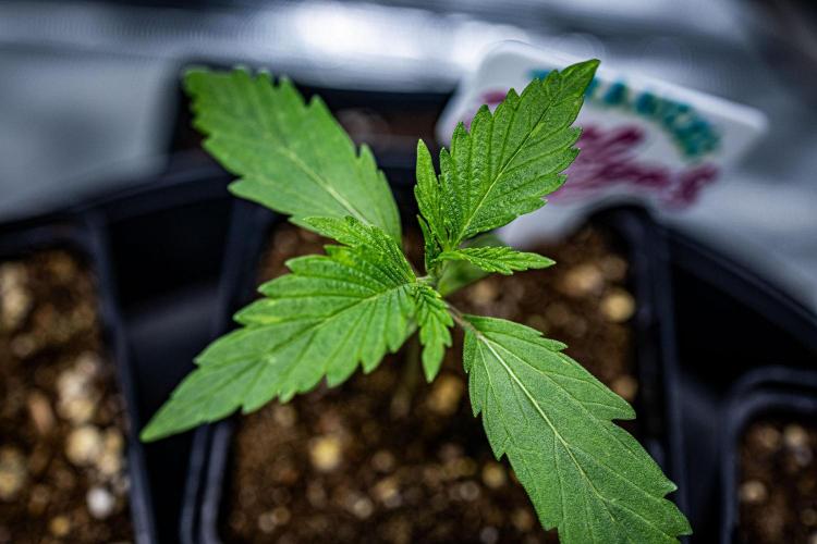 Franco's Fullgas! Green House Seed Co.. Week 2 - Day 9