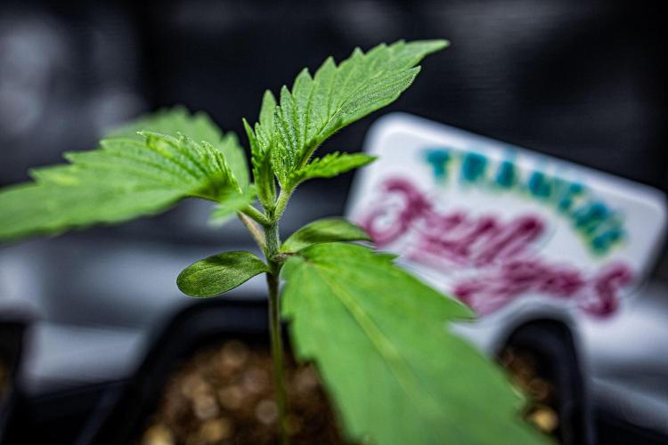 Franco's Fullgas! Green House Seed Co.. Week 2 - Day 9