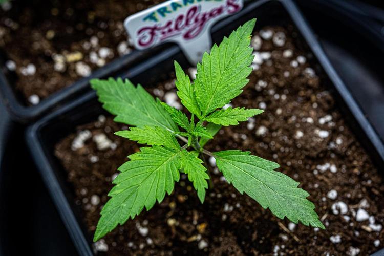 Franco's Fullgas! Green House Seed Co.. Week 2 - Day 11