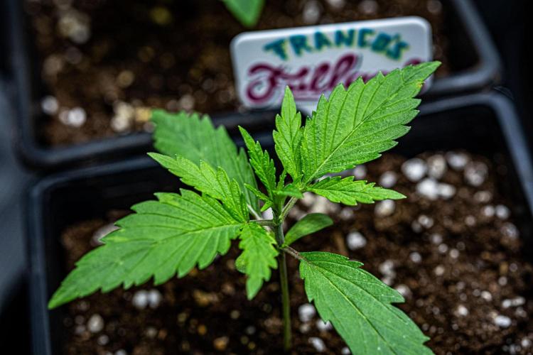 Franco's Fullgas! Green House Seed Co.. Week 2 - Day 11