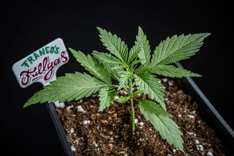 Franco's Fullgas! Green House Seed Co.. Week 2 - Day 14