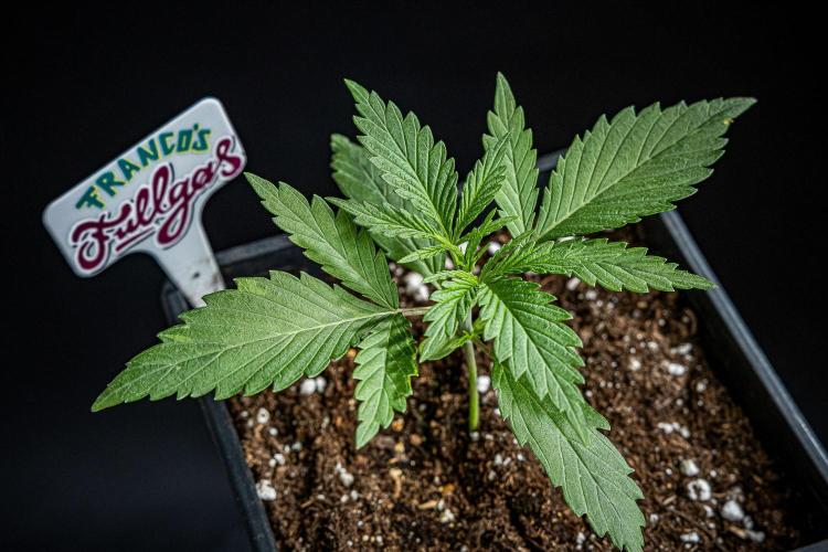 Franco's Fullgas! Green House Seed Co.. Week 2 - Day 14