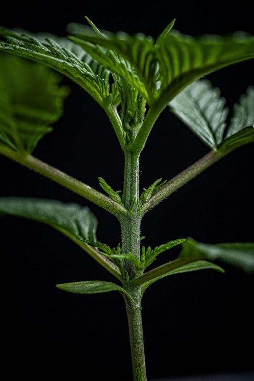 Franco's Fullgas! Green House Seed Co.. Week 2 - Day 14