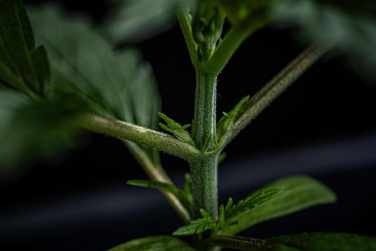 Franco's Fullgas! Green House Seed Co.. Week 2 - Day 14