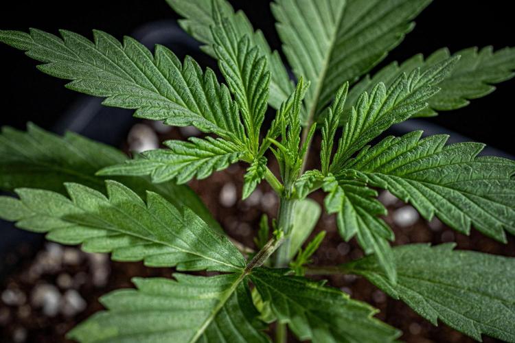 Franco's Fullgas! Green House Seed Co.. Week 2 - Day 14