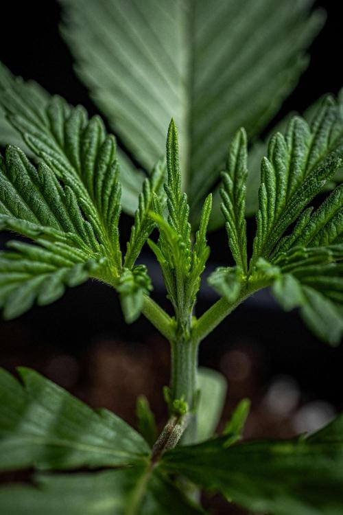 Franco's Fullgas! Green House Seed Co.. Week 2 - Day 14