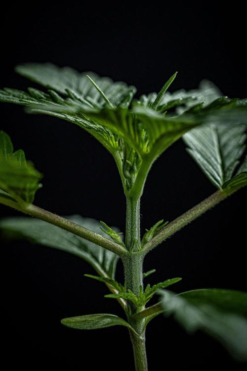 Franco's Fullgas! Green House Seed Co.. Week 2 - Day 14