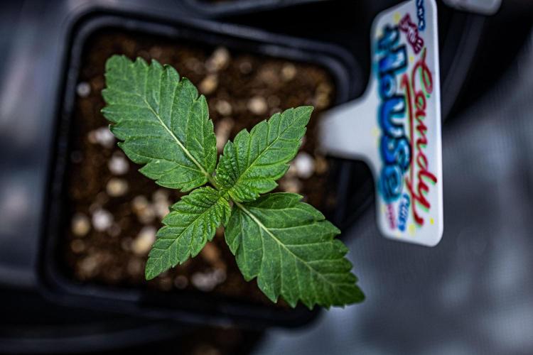 Candy House UKHTA Genetics. Week 2 - Day 9