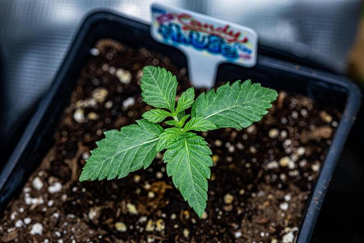 Candy House UKHTA Genetics. Week 2 - Day 11