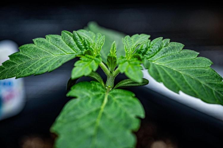 Candy House UKHTA Genetics. Week 2 - Day 11