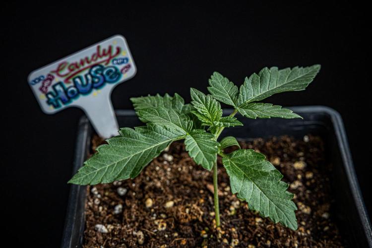 Candy House UKHTA Genetics. Week 2 - Day 14