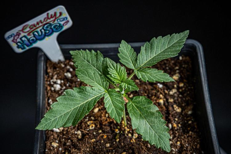 Candy House UKHTA Genetics. Week 2 - Day 14