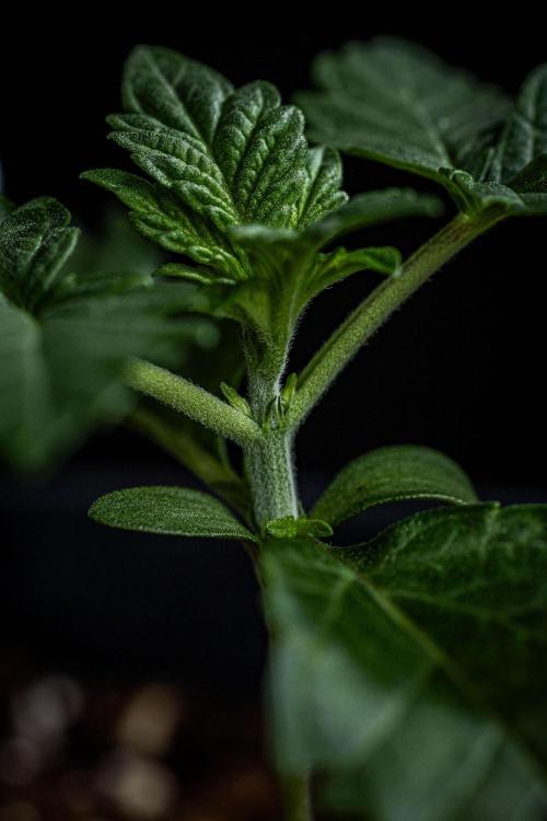 Candy House UKHTA Genetics. Week 2 - Day 14