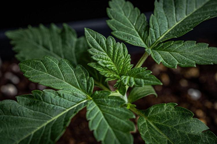 Candy House UKHTA Genetics. Week 2 - Day 14