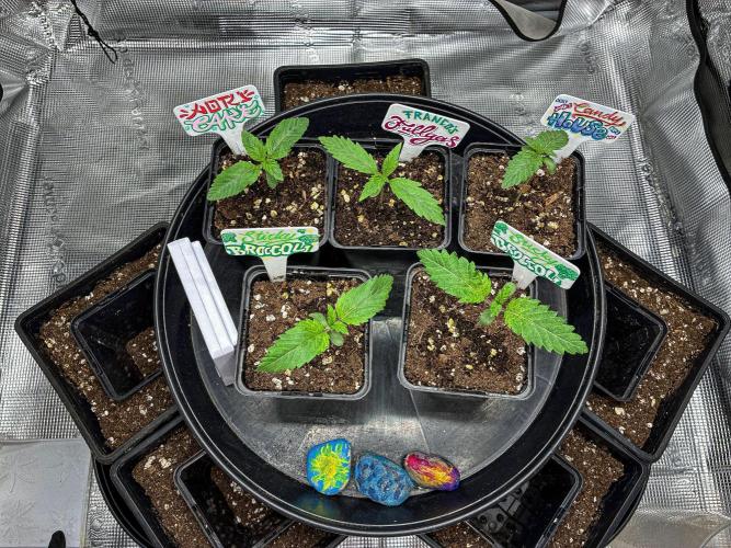 Franco's Fullgas! Green House Seed Co.. Week 1 - Tent picture Day 7