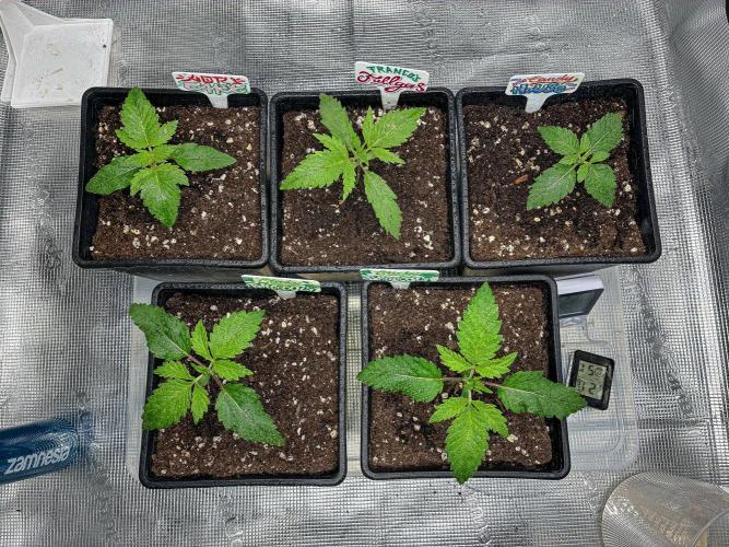 Sticky Broccoli Zamnesia EternityGrowCup. Week 2 - Tent picture Day 11