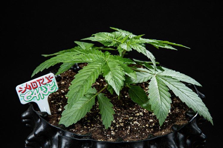 Nori Cake Green House Seed Co.. Week 3 - Day 21