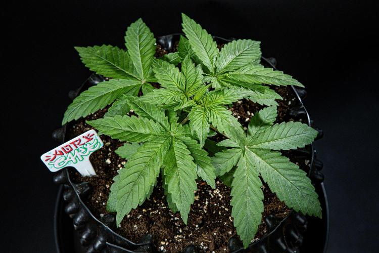 Nori Cake Green House Seed Co.. Week 3 - Day 21