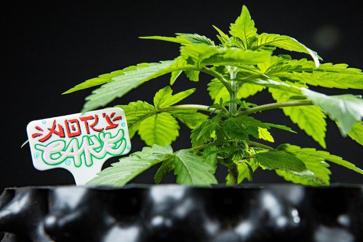 Nori Cake Green House Seed Co.. Week 3 - Day 21