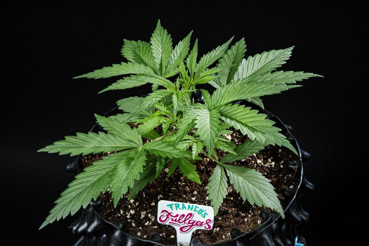 Franco's Fullgas! Green House Seed Co.. Week 3 - Day 21