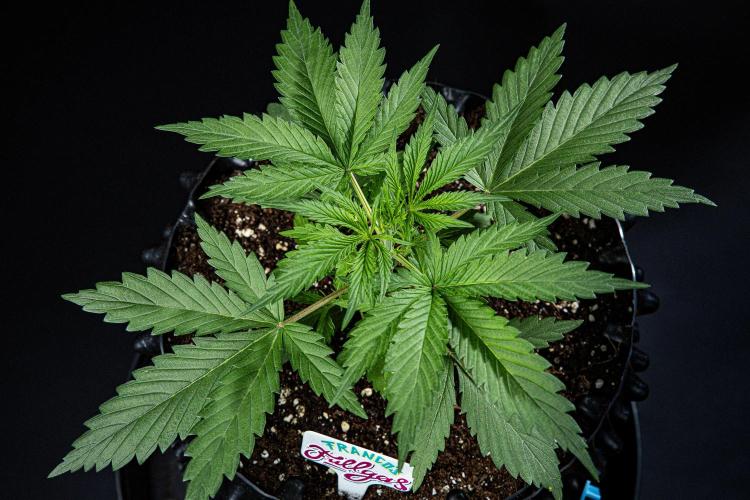 Franco's Fullgas! Green House Seed Co.. Week 3 - Day 21