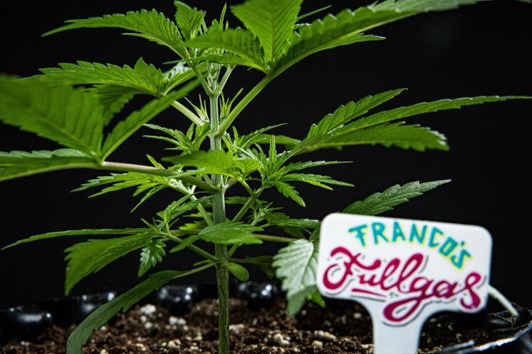 Franco's Fullgas! Green House Seed Co.. Week 3 - Day 21