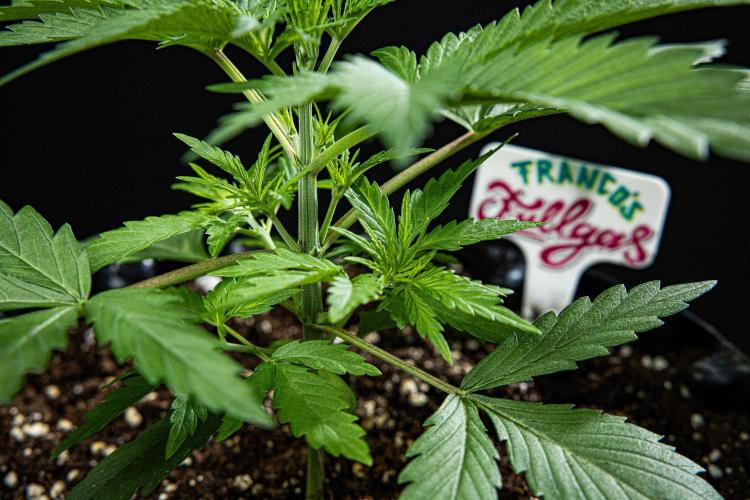 Franco's Fullgas! Green House Seed Co.. Week 3 - Day 21