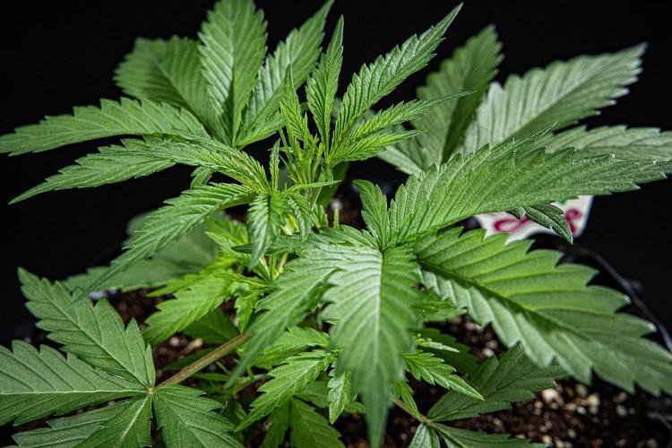 Franco's Fullgas! Green House Seed Co.. Week 3 - Day 21