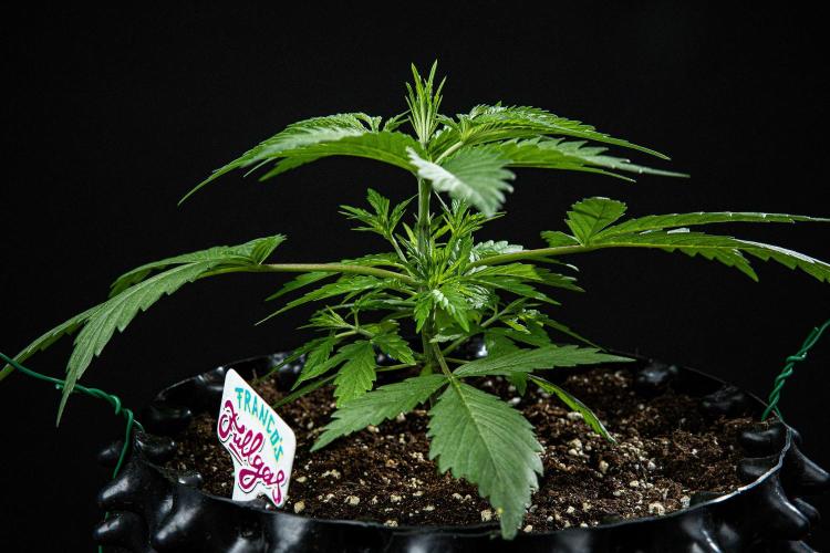 Franco's Fullgas! Green House Seed Co.. Week 3 - Day 21