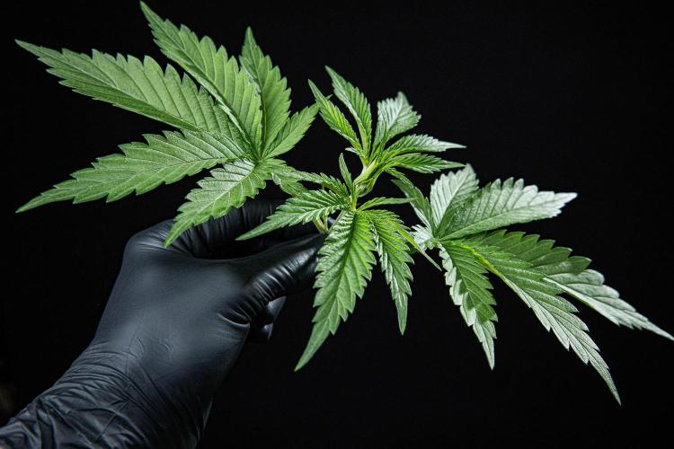 Franco's Fullgas! Green House Seed Co.. Week 3 - Day 21