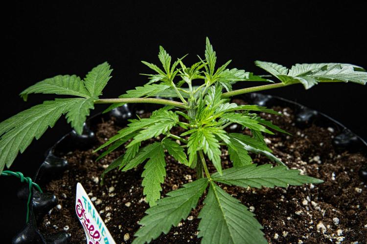 Franco's Fullgas! Green House Seed Co.. Week 3 - Day 21