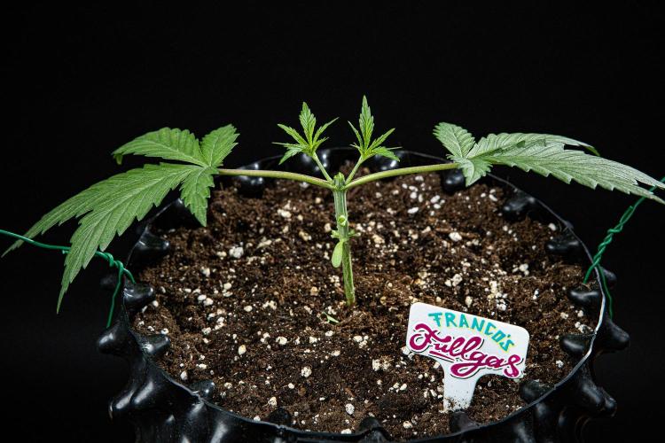 Franco's Fullgas! Green House Seed Co.. Week 3 - Day 21