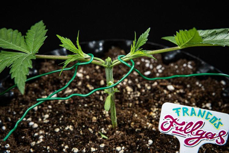 Franco's Fullgas! Green House Seed Co.. Week 3 - Day 21