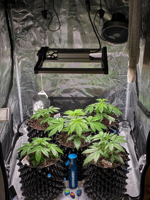 Candy House UKHTA Genetics. Week 3 - Day 21 tent view