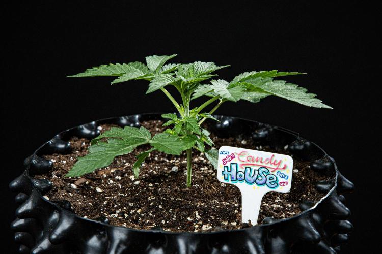 Candy House UKHTA Genetics. Week 3 - Day 21