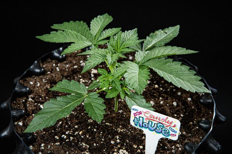 Candy House UKHTA Genetics. Week 3 - Day 21