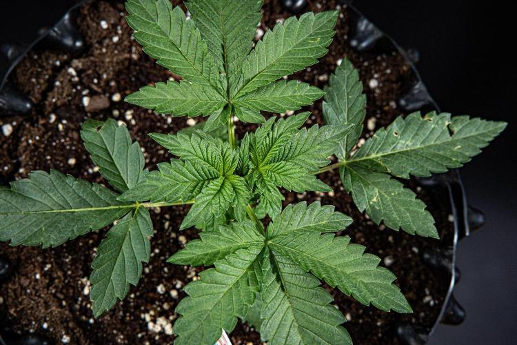 Candy House UKHTA Genetics. Week 3 - Day 21