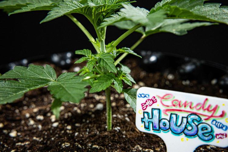 Candy House UKHTA Genetics. Week 3 - Day 21