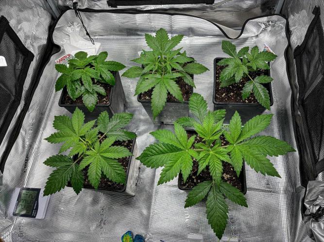 Sticky Broccoli Zamnesia EternityGrowCup. Week 3 - Day 18 tent view