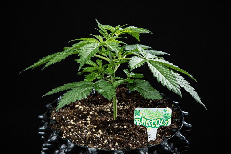 Sticky Broccoli Zamnesia EternityGrowCup. Week 3 - Day 21 #1