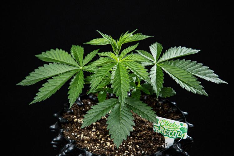 Sticky Broccoli Zamnesia EternityGrowCup. Week 3 - Day 21 #1