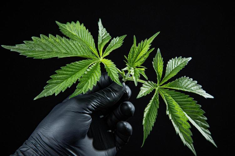 Sticky Broccoli Zamnesia EternityGrowCup. Week 3 - Day 21 #1