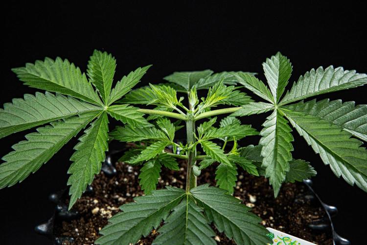 Sticky Broccoli Zamnesia EternityGrowCup. Week 3 - Day 21 #1