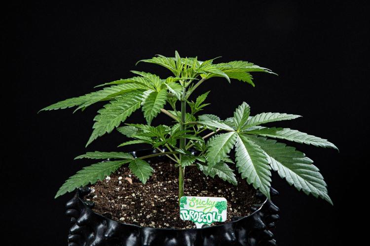 Sticky Broccoli Zamnesia EternityGrowCup. Week 3 - Day 21 #2